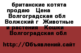 британские котята продаю › Цена ­ 5 000 - Волгоградская обл., Волжский г. Животные и растения » Кошки   . Волгоградская обл.